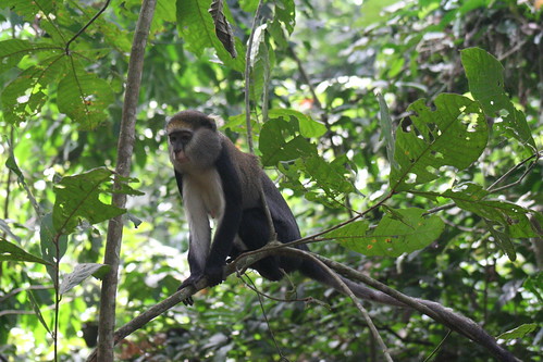 africa nature animal monkey ghana boabengfiema boabengfiemamonkeysanctuary boabengmonkeysanctuary