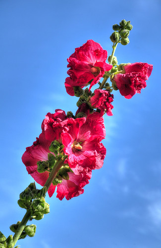blue red sky flower rot beauty nikon himmel blau blüte schönheit d300s