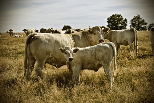 france francia vaca vacas rebaño