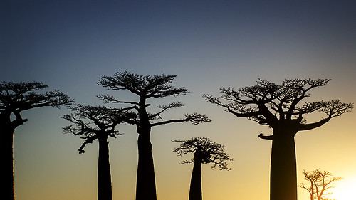 africa trees sunset silhouettes bluesky madagascar baobab baobabavenue morondova d7000 catalinmarin momentaryawecom