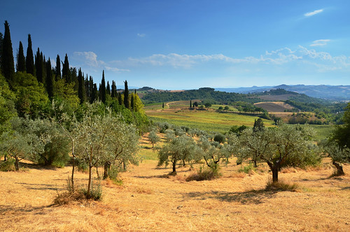 trees italy field olive villa umbria cenci