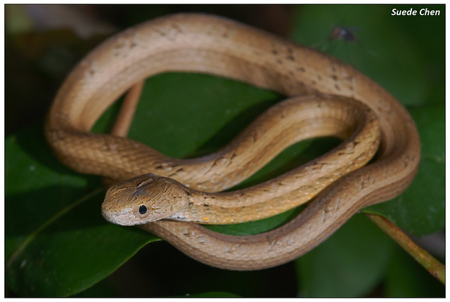 茶斑蛇 Psammodynastes pulverulentus Boie, 1827