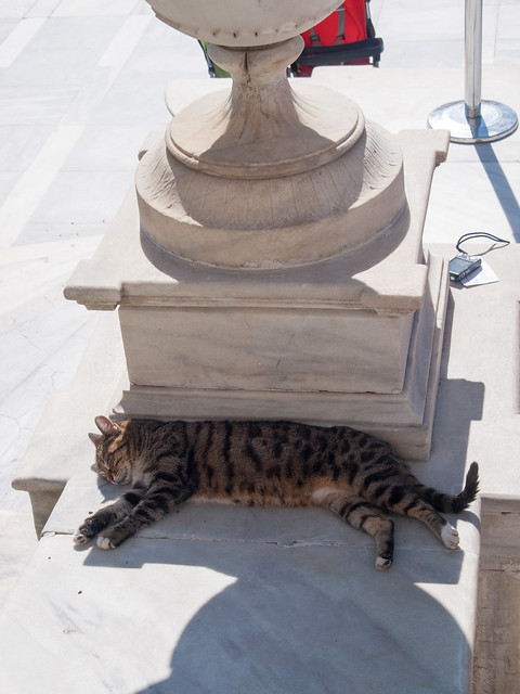 Cat at Dolmabahce Palace