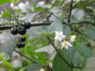 Blackberry nightshade (Solanum nigrum)
