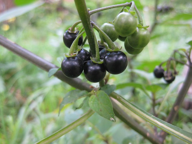 blackberry nightshade (Solanum nigrum) and relatives