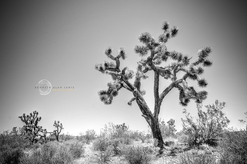 california blackandwhite landscape blackwhite desert joshuatree wideangle brush mojave duotone vignette hdr yucca