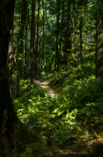 trees tree oregon portland unitedstates convergence forestpark douglasfir wildwoodtrail fav10 trailsurbanpark