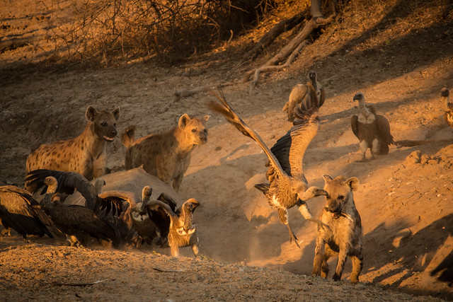 Hyenas Feeding - South Luangwa - Zambia
