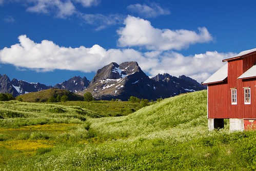 flowers red summer house snow mountains nature norway landscape outdoors scenery colorful europe view north meadow vivid peak arctic flowering nordic scandinavia picturesque lofoten idyllic tranquil scenics traveldestination canonefs1755mmf28isusm moskenesoya stockcategories