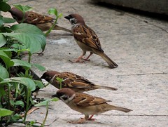 Sparrows in Kuala Lumpur