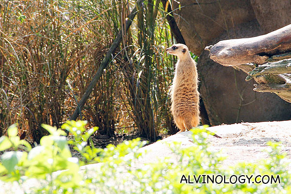 A meerkat or suricate, a small mammal belonging to the mongoose family