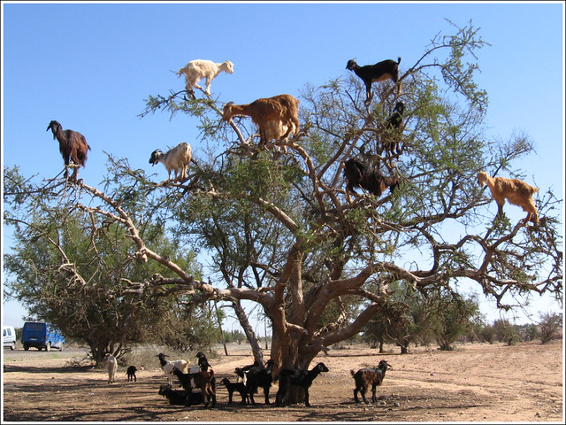 Moroccan tree goats