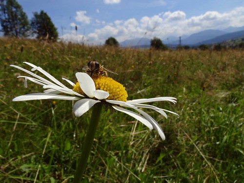 summer sky mountains flower macro nature clouds insect fly meadow poland polska lanscape tatry tatras