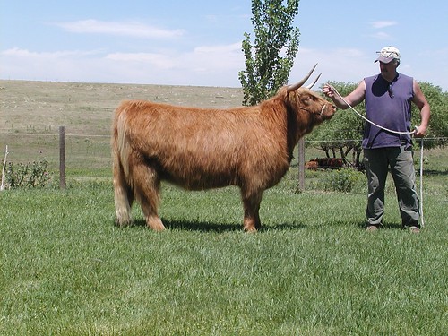 cattle highland
