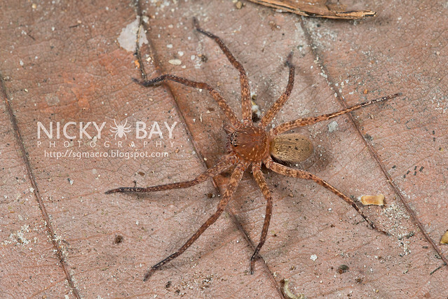 Huntsman Spider (Sparassidae) - DSC_2197