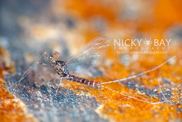 Mayfly (Ephemeroptera) - DSC_3843
