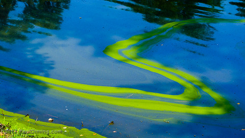 d7000 landscape midlothian midlothianvirginia pauldiming summer swiftcreeklake swiftcreekreservoir virginia algae lake 2012natureconservancy photocontesttnc12