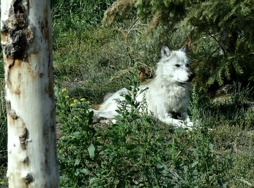 white animal animals wolf montana wildlife wolves naturalhabitat animalencounters westyellowstone westyellowstonemontana grizzlywolfdiscoverycenter