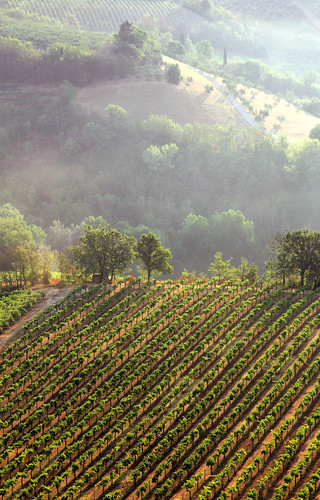 morning trees italy green sunrise countryside vineyard hills tuscany sangimignano