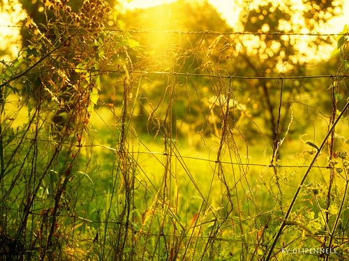 sunset fence sonnenuntergang gras zaun