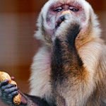 Capuchin monkey eating a peanut II