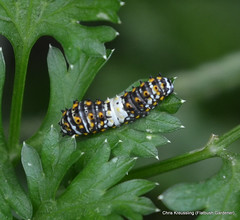 Early Instar Caterpillar, Papilio polyxenes, Eastern Black Swallowtail