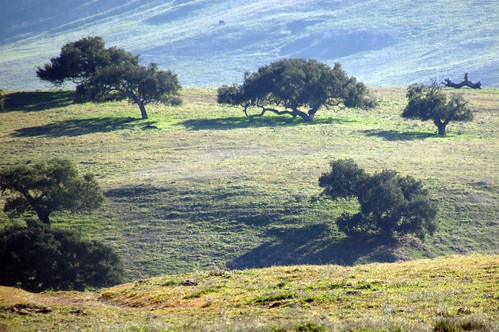 california ca trees haze shadows cattle hills centralcoast grassland oaktrees bicknell