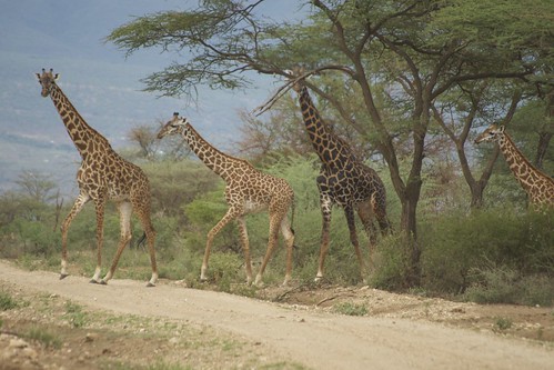 tanzania offroad afrika dirtroad giraffe tansania