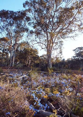 black flower tree forest landscape spring fuji blossom dana australia retreat western wattle hs20 toodyay exr iwachow