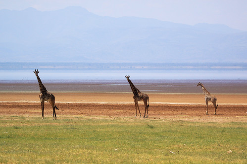 tanzania safari giraffe giraffacamelopardalis lakemanyaranationalpark tropicaltrails