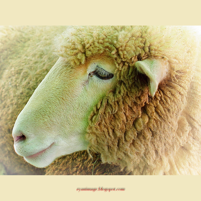 Sheep (1)