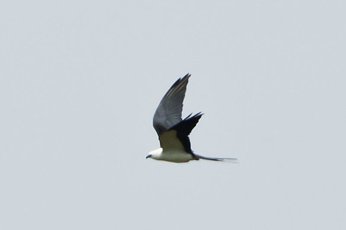kentucky flight boonecounty belleview swallowtailedkite elanoidesforficatus mcville