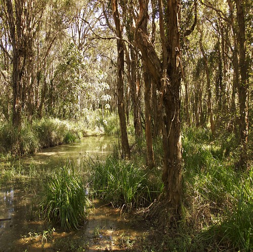 tree waterhole paperbark melaleuca nudgee australiantrees banyowetland