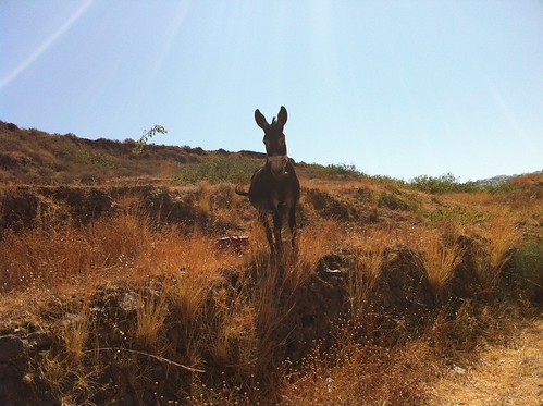 Santorini Donkey