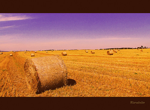 field yellow cereal harvest feld straw crop stroh ernte getreide