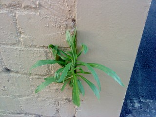 fleabane often pops out of cracks in concrete and sometimes walls