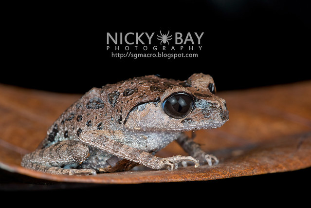Black-eyed Litter Frog (Leptobrachium nigrops) - DSC_1479
