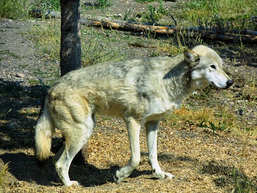 animal animals wolf montana wildlife graywolf wolves naturalhabitat animalencounters westyellowstone westyellowstonemontana graywolves grizzlywolfdiscoverycenter
