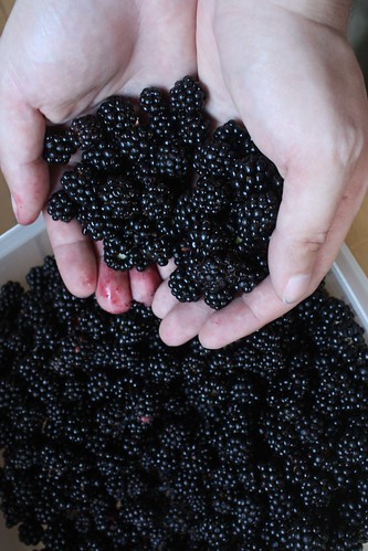 Wild Blackberries Collected Down the Street