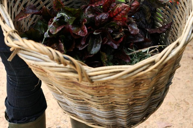 basket of organic vegetables