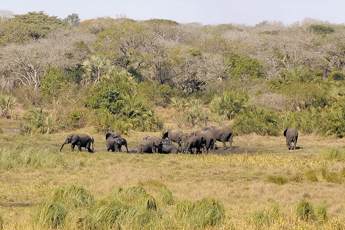 elephant southafrica nikon kwazulunatal d90 zaf nikond90 tembeelephantpark