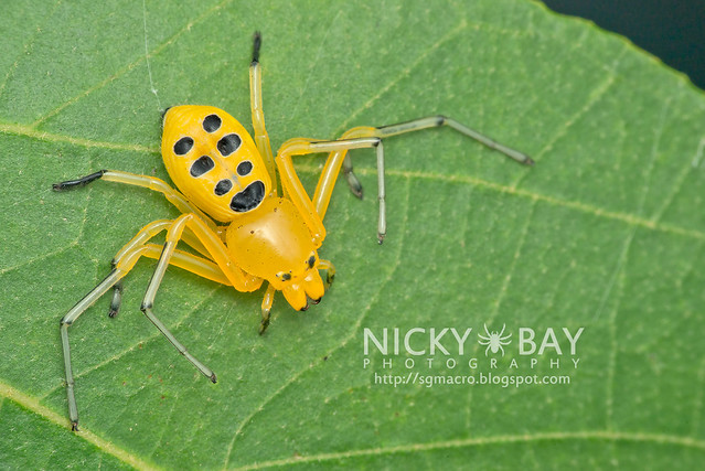 Eight Spotted Crab Spider (Platythomisus octomaculatus) - DSC_3012