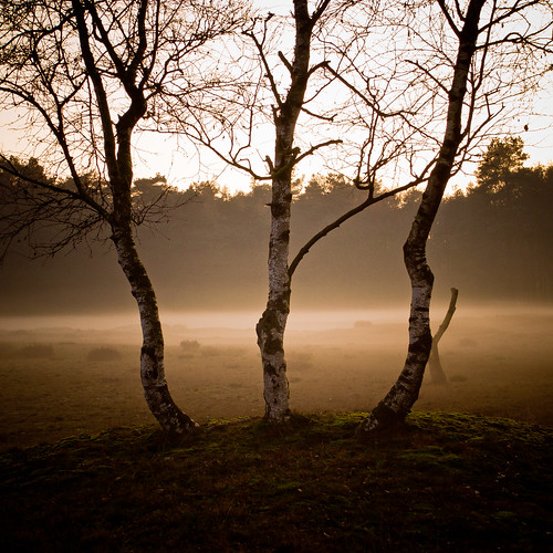 mist nature misty fog forest landscape nevel natuur birch bos ricoh berk drenthe landschap drouwenerzand drouwen gasselte gx200 ricohgx200
