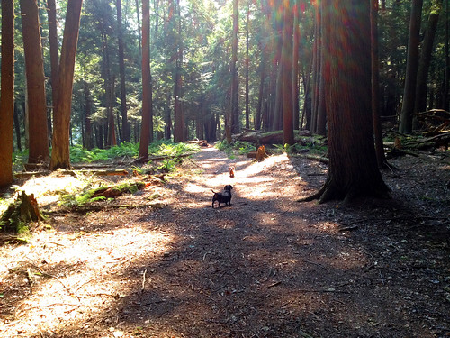 dog forest pennsylvania dachshund pennsylvaniastateparks cookforest