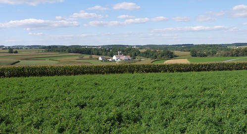 corn pennsylvania farmland amish lancaster lancastercounty maize alfalfa farmstead