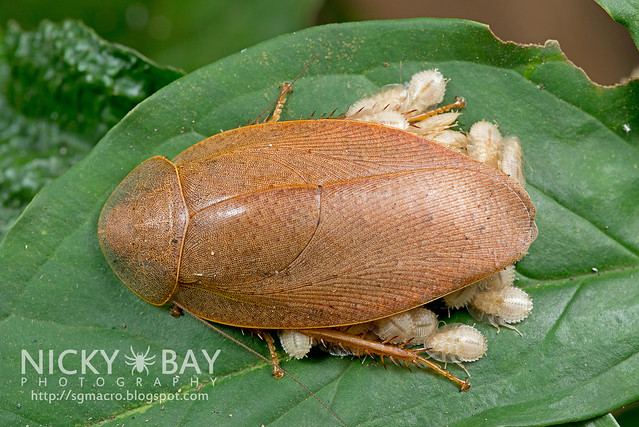 Forest Cockroach (Blattodea) - DSC_0852