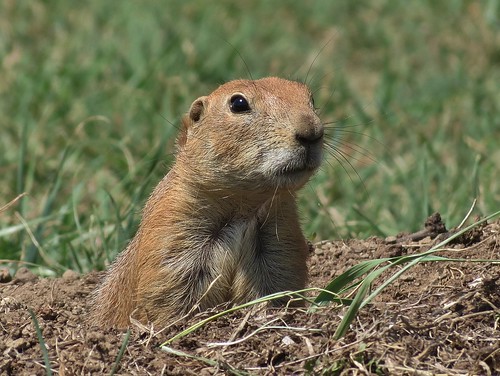 nature animal rodent texas wildlife clay lakearrowheadstatepark
