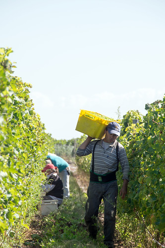harvest vines mendozaprovince argentina ucovalley vinesresort