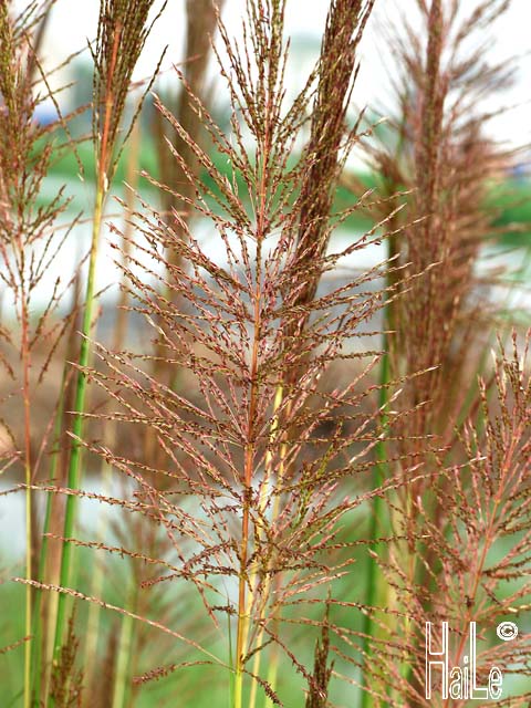Poaceae - part 5 : Họ Hòa thảo, họ phụ Panicoideae từ Q-Z