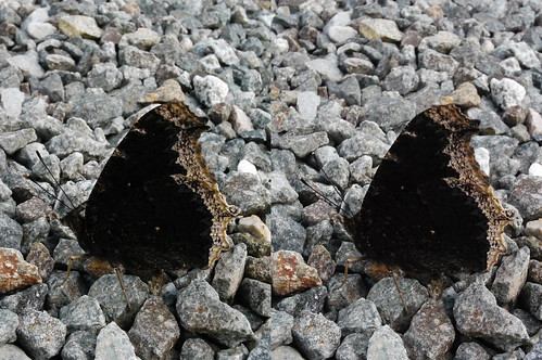 Nymphalis antiopa, stereo parallel view